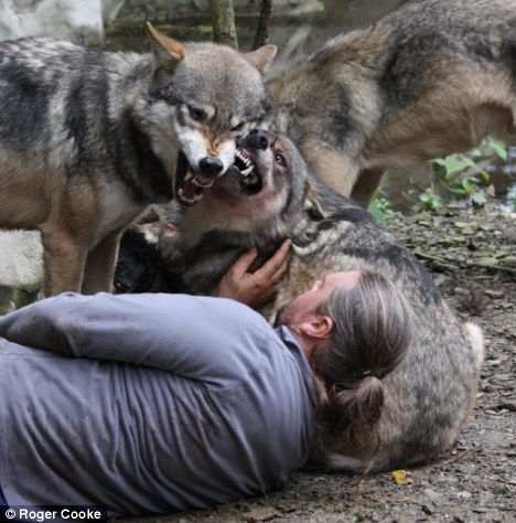 Ученый США прожил два года с волками и был ими принят, как свой 