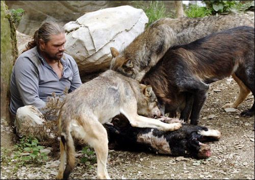 Ученый США прожил два года с волками и был ими принят, как свой 