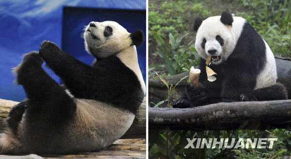 В провинции Тайвань отметили годовщину встречи панд Туаньтуань и Юаньюань с тайваньцами