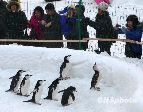 Императорские пингвины в парке «Юйюаньтань» Пекина 1
