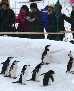 Императорские пингвины в парке «Юйюаньтань» Пекина