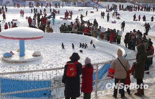 Императорские пингвины в парке «Юйюаньтань» Пекина 2