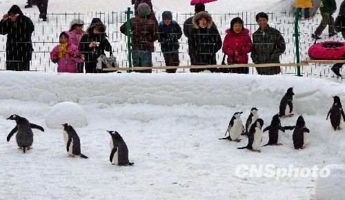 Императорские пингвины в парке «Юйюаньтань» Пекина 3