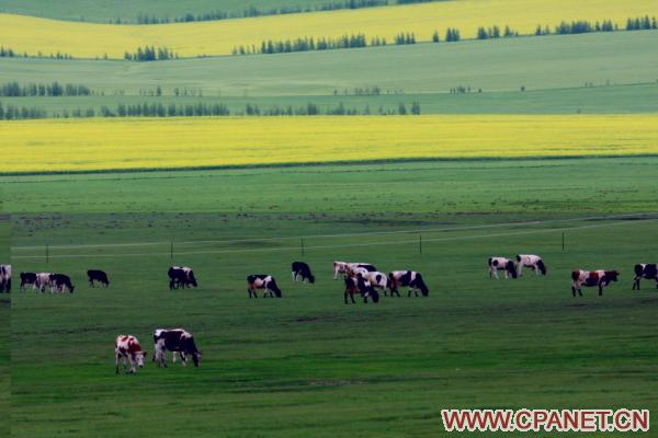 Чудесные пейзажи, снятые фотографом Чжао Чанхуа12