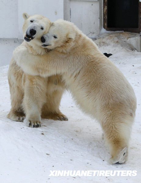 Удовольствие белых медведей