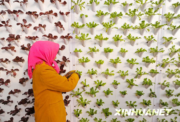 Удивительно: овощи выращиваются на стене! 