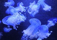 Захватывающий океанариум с медузами в Нанкинском подводном мире