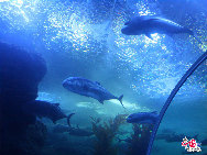 Подводный мир города Циндао находится на улице Лайян, рядом с известными достопримечательностями: парком имени Лу Суня и первым морским пляжем. Общая площадь сооружений Подводного мира составляет 7 тыс. кв. метров, а водный объем – 4 тыс. тонн.