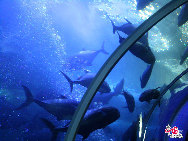 Подводный мир состоит из трех частей: литоральной зоны, подводного туннеля и четырехэтажного здания. Во время посещения подводного туннеля может показаться, что находишься на дне моря, где различные виды рыб плавают вокруг туристов. Также там можно увидеть номера с акулами.