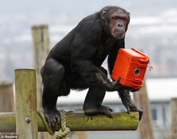 На свет появился первый фильм, снятый шимпанзе