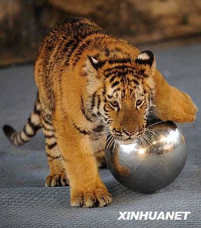 Радостные тигренка в Чанша на встречу сезон «Личунь»