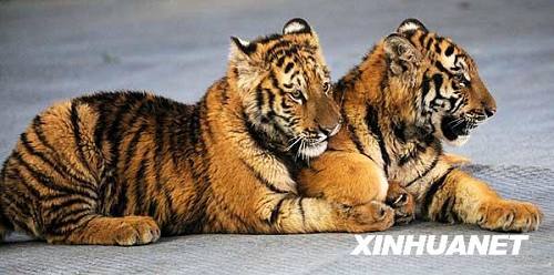 Радостные тигренка в Чанша на встречу сезон «Личунь»