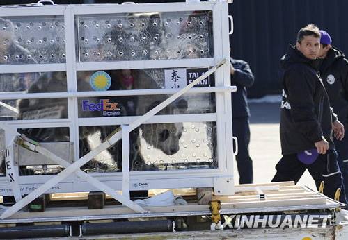 Большая панда «Тайшань» отбыл из США на Родину