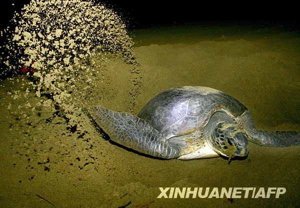 Индонезия – рай для морских черепах