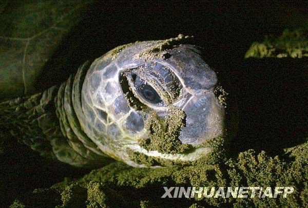 Индонезия – рай для морских черепах