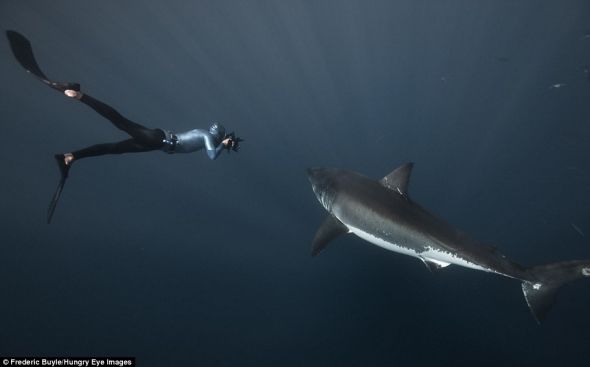 Акулы и дайверы