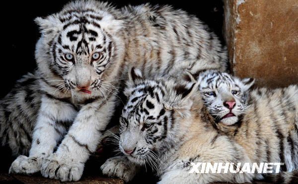 Белые тигры в наступающем Году Тигра 