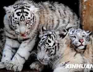 Белые тигры в наступающем Году Тигра