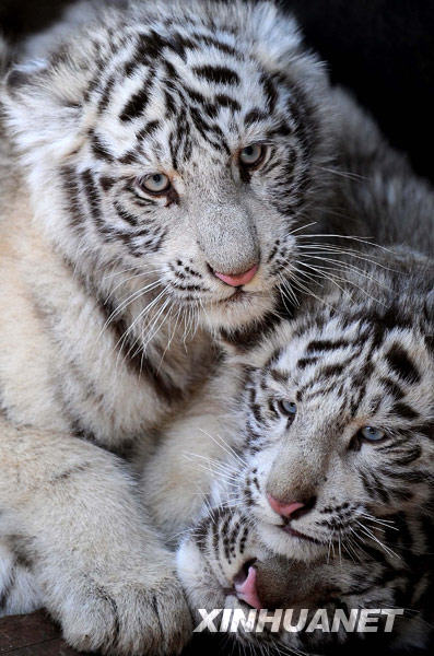 Белые тигры в наступающем Году Тигра 