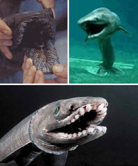 （Frilled Shark） Плащеносная акула