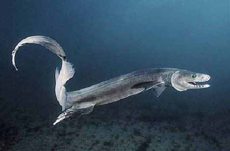 （Frilled Shark） Плащеносная акула