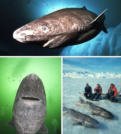 Greenland Shark