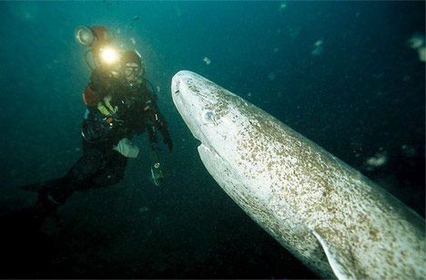 Greenland Shark