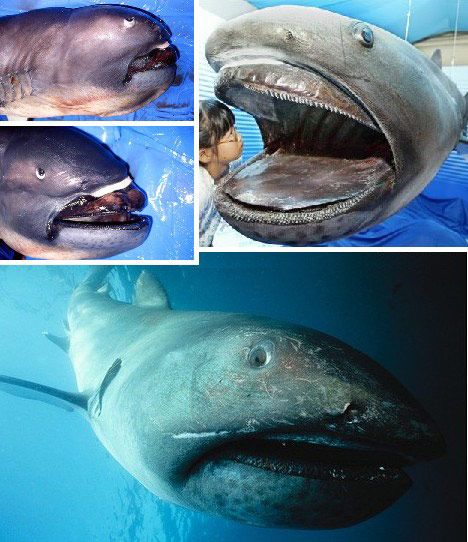 （Megamouth Shark）Большеротая акула