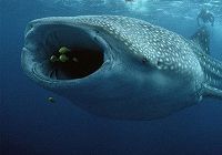 （Megamouth Shark）Большеротая акула