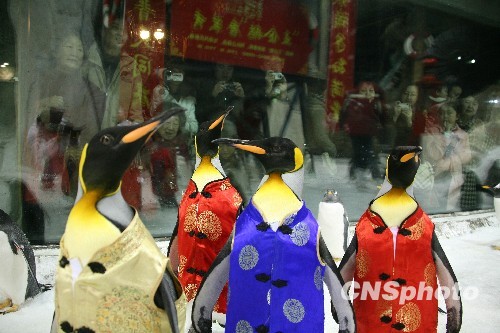 Пингвины празднуют Новый год в традиционных китайских костюмах «танчжуан»