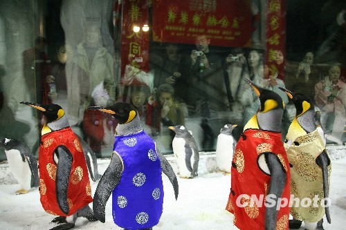 Пингвины празднуют Новый год в традиционных китайских костюмах «танчжуан»