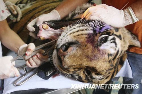 Удаление зуба тигру