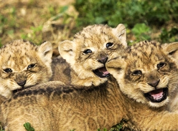Симпатичные новорожденные львята в Израиле