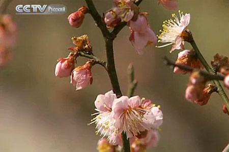 В Нанкине открылся Международный фестиваль цветов абрикоса муме 1