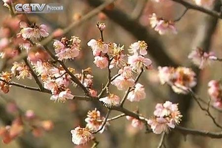 В Нанкине открылся Международный фестиваль цветов абрикоса муме 2