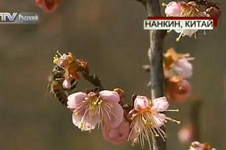 В Нанкине открылся Международный фестиваль цветов абрикоса муме 3