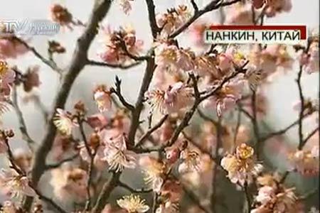 В Нанкине открылся Международный фестиваль цветов абрикоса муме 4