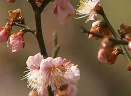 В Нанкине открылся Международный фестиваль цветов абрикоса муме 1