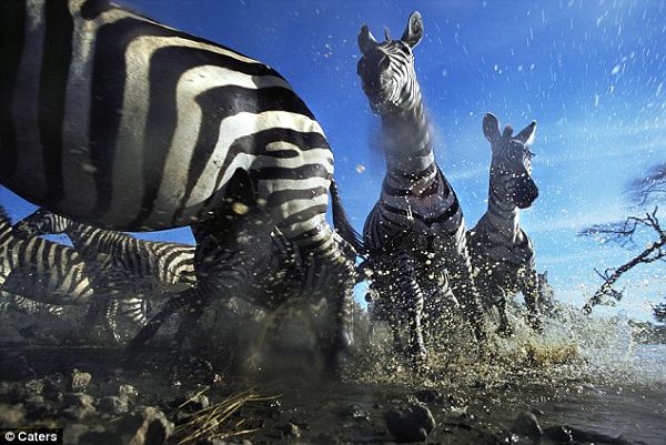 Охота льва за зебрами в объективе фотографа 