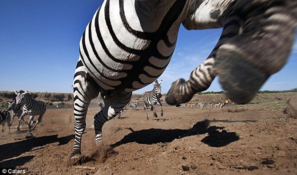 Охота льва за зебрами в объективе фотографа 
