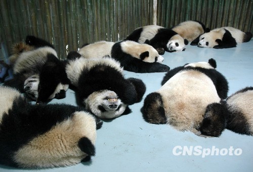 Трогательный момент: спящие панды, которые примут участие в ЭКСПО-2010 