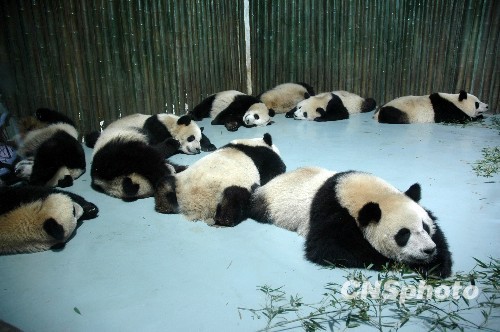Трогательный момент: спящие панды, которые примут участие в ЭКСПО-2010 