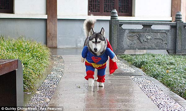 «Суперсобака» Китая попала в фокус внимания СМИ Великобритании 