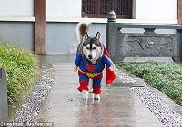 «Суперсобака» Китая попала в фокус внимания СМИ Великобритании