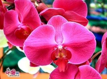 Благородные цветы орхидеи
