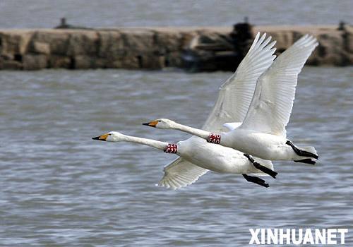 Лебеди возвращаются из провинции Шаньдун в Сибирь