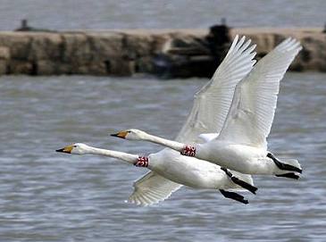 Лебеди возвращаются из провинции Шаньдун в Сибирь