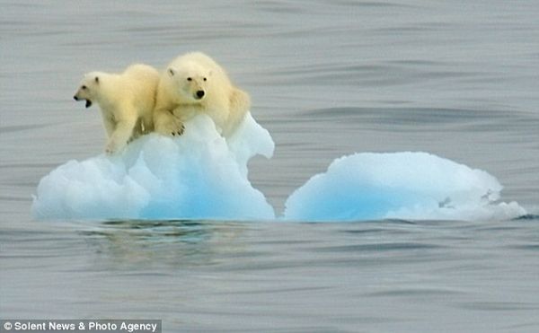 Мама и сын- белые медведи на дрейфующей льдине в море