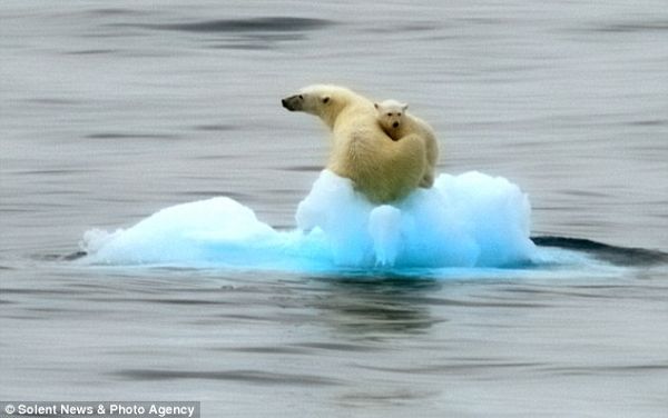 Мама и сын- белые медведи на дрейфующей льдине в море