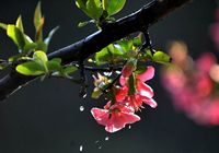 Китайские яблони, цветущие ранней весной